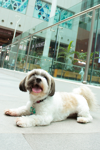 Pet Friendly | Pacific Center Panama